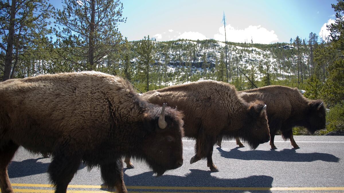 cheats/2011/11/20/yellowstone-could-cull-360-bisons/yellowstone-bison-killings-cs_q0libr