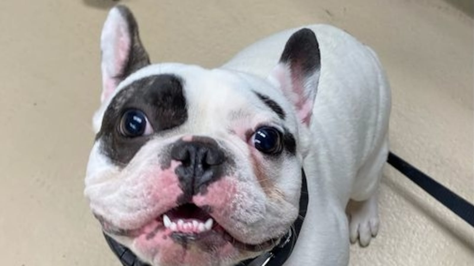 325735505_903287684211040_3953784309423248260_n_r3qv2k