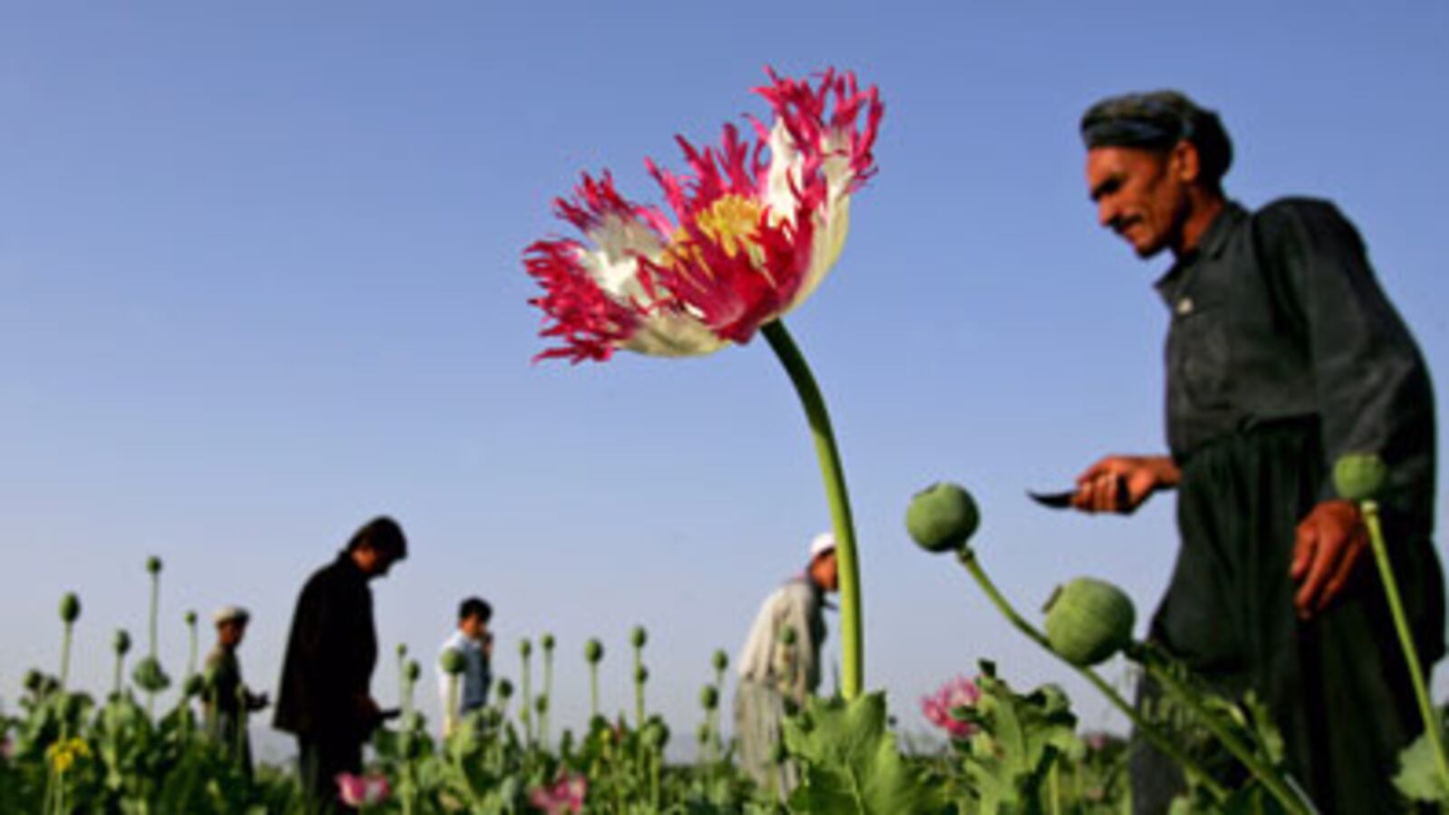 articles/2008/12/19/how-opium-can-save-afghanistan/aslan-afghan-poppies_8035_z3bec9