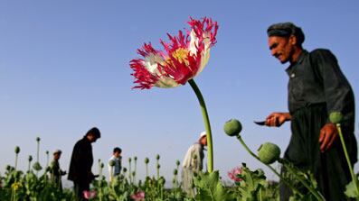 articles/2008/12/19/how-opium-can-save-afghanistan/aslan-afghan-poppies_8035_z3bec9