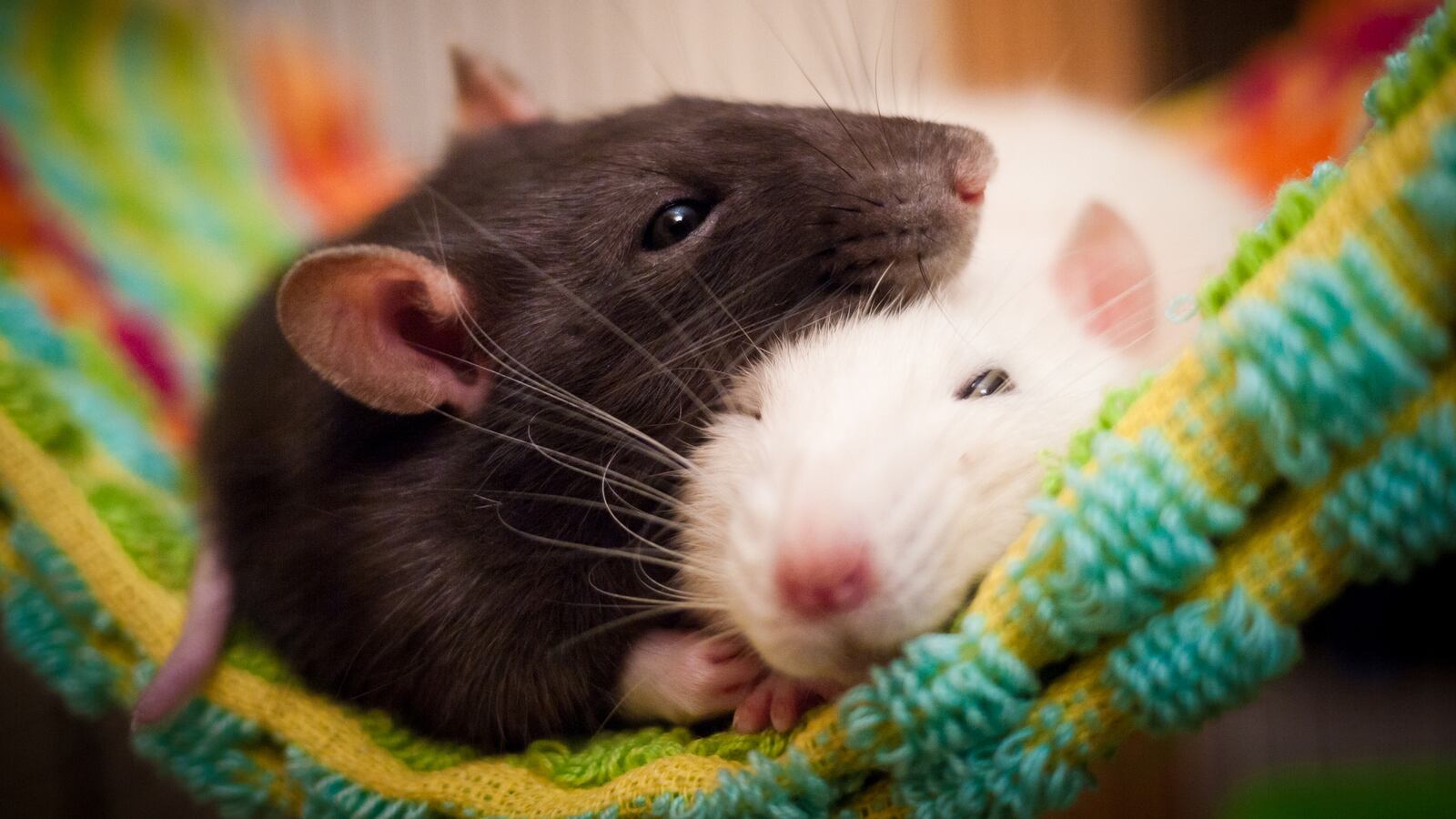 A man was arrested after harassing passengers with his rats, Tom and Jerry (stock image).