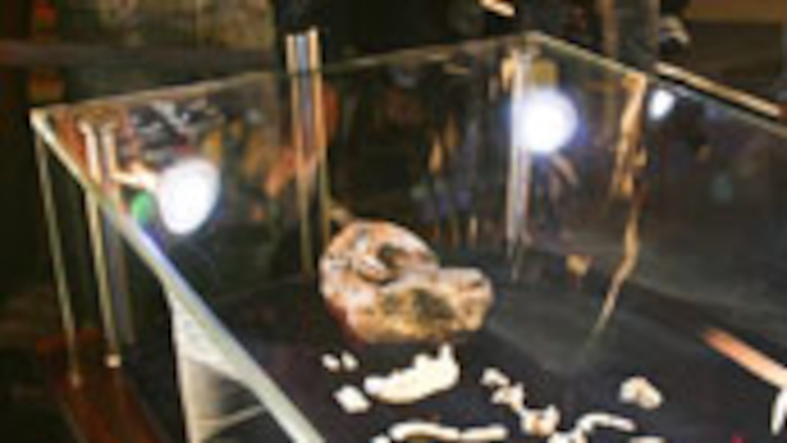 articles/2010/04/16/meet-your-great-grandma/simon-paleontology_94805_h7o4hj