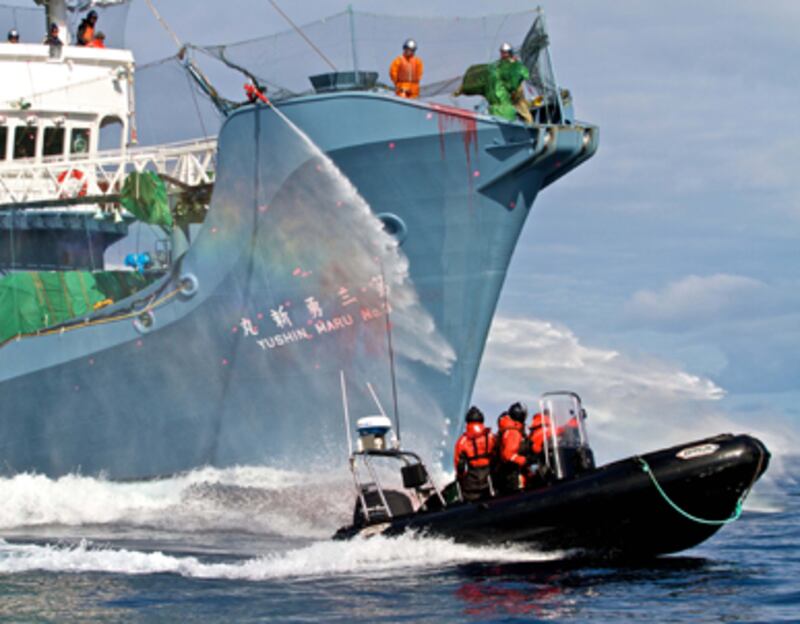 articles/2011/06/02/whale-wars-season-premiere-weve-actually-won-said-paul-watson/dehnart-whale-wars_185030_ewkmg7