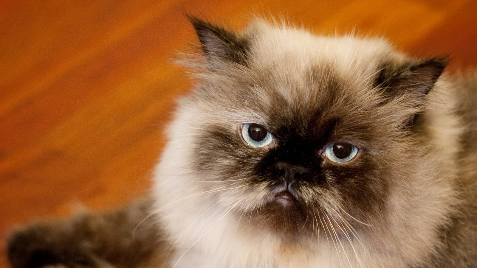 cheats/2013/08/31/colonel-meow-is-latest-record-breaker/130829-weird-cheat-sheet-catrecord_gqn75u