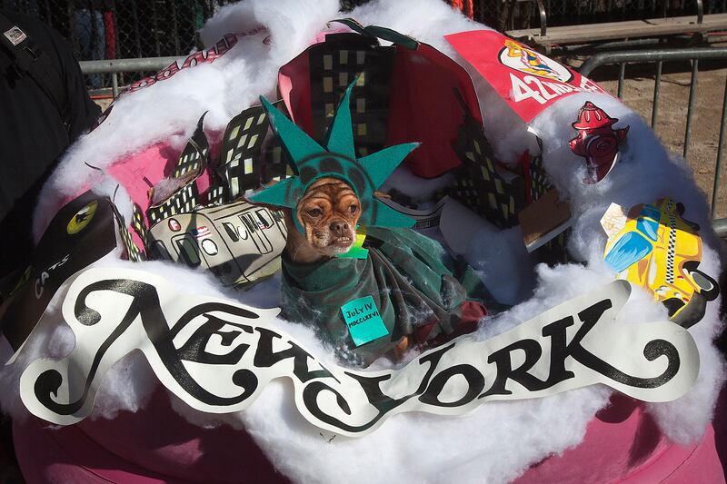 galleries/2014/10/28/happy-howl-o-ween-spooky-animals-that-will-make-you-smile/141027-pet-costumes-07_hszzai