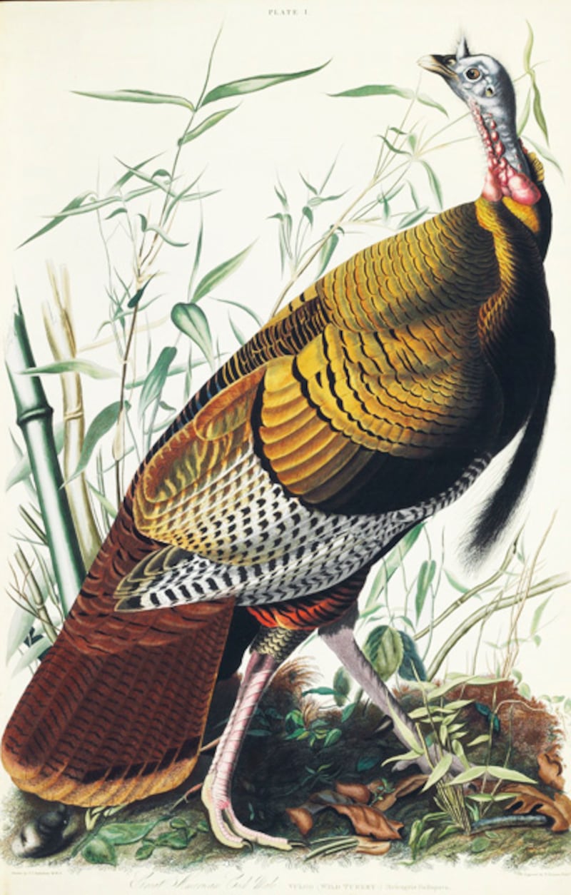 galleries/2012/01/15/christie-s-auctions-audubon-s-birds-of-america-priciest-book-ever/audubon-gal-wild-turkey_iotx2i