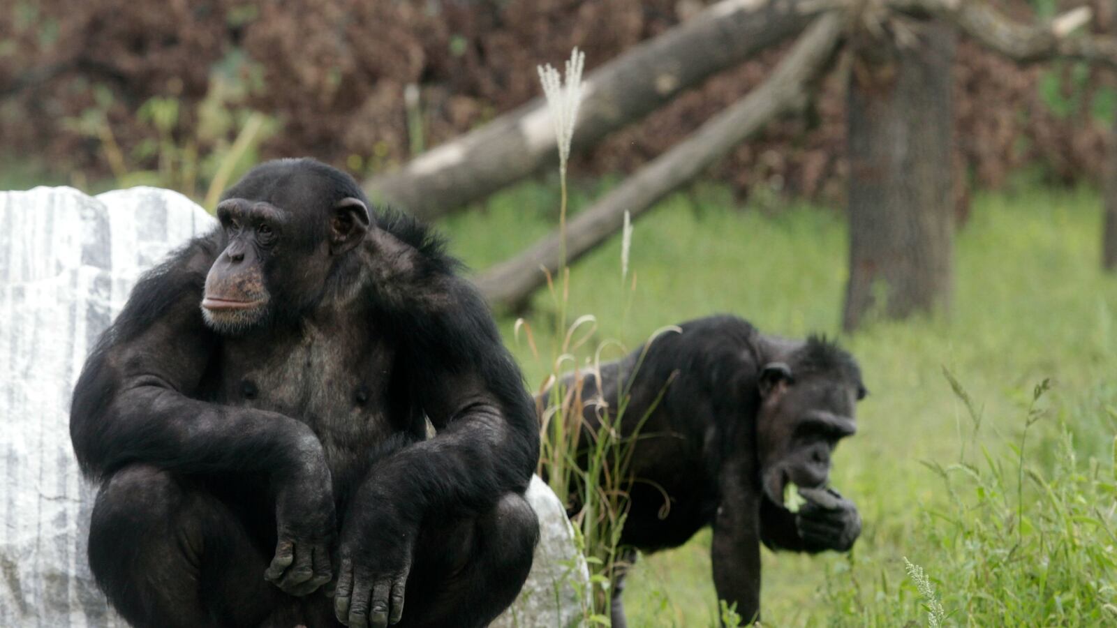 cheats/2015/09/04/zoo-chimps-planned-drone-attack/150904-chimp-drone-cheat_hsoteg