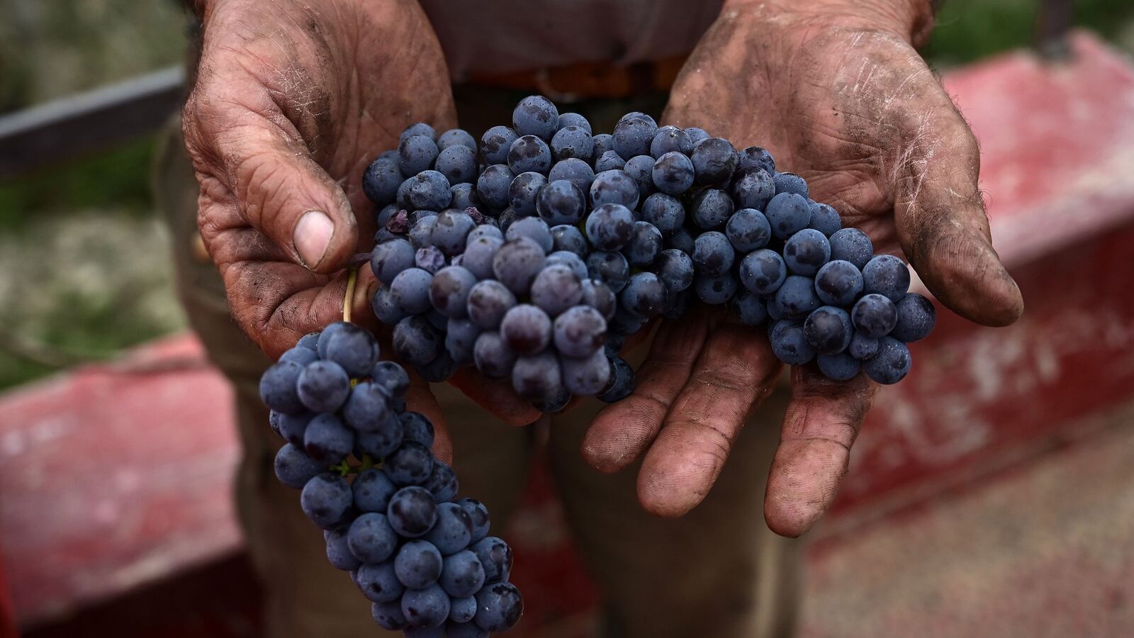 210426-quinn-grapes-tease_txputv