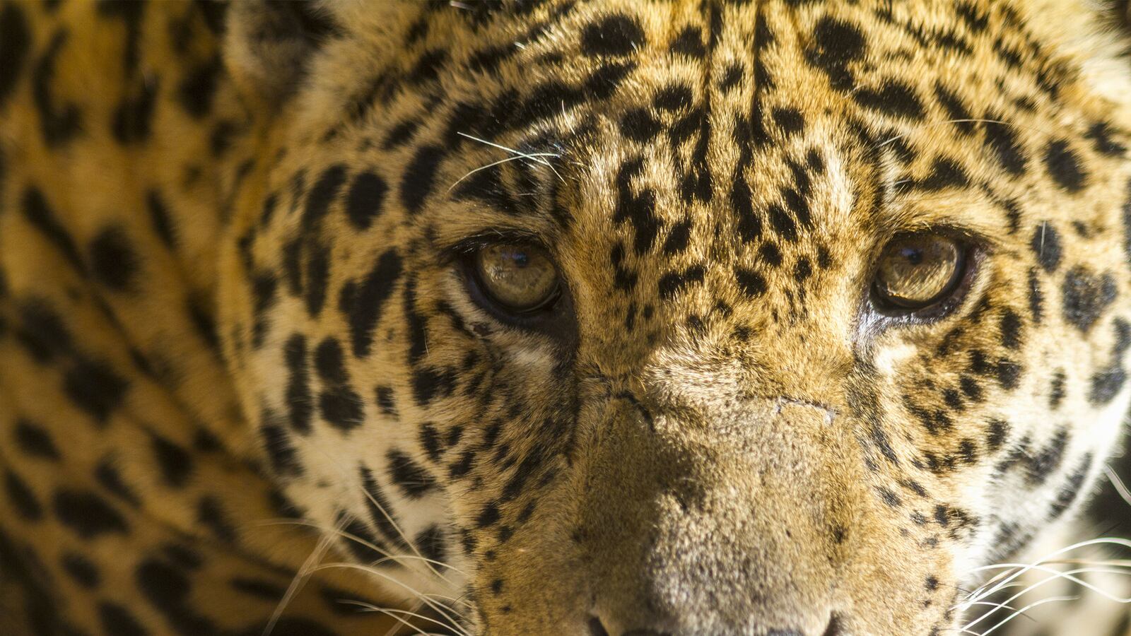 articles/2017/01/17/trump-s-wall-threatens-last-jaguars-in-the-u-s/170116-Emrick-border-jaguars-tease_dvdgil