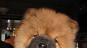 cheats/2009/03/09/martha-stewarts-dog-dies/martha-stewart_yxuswr