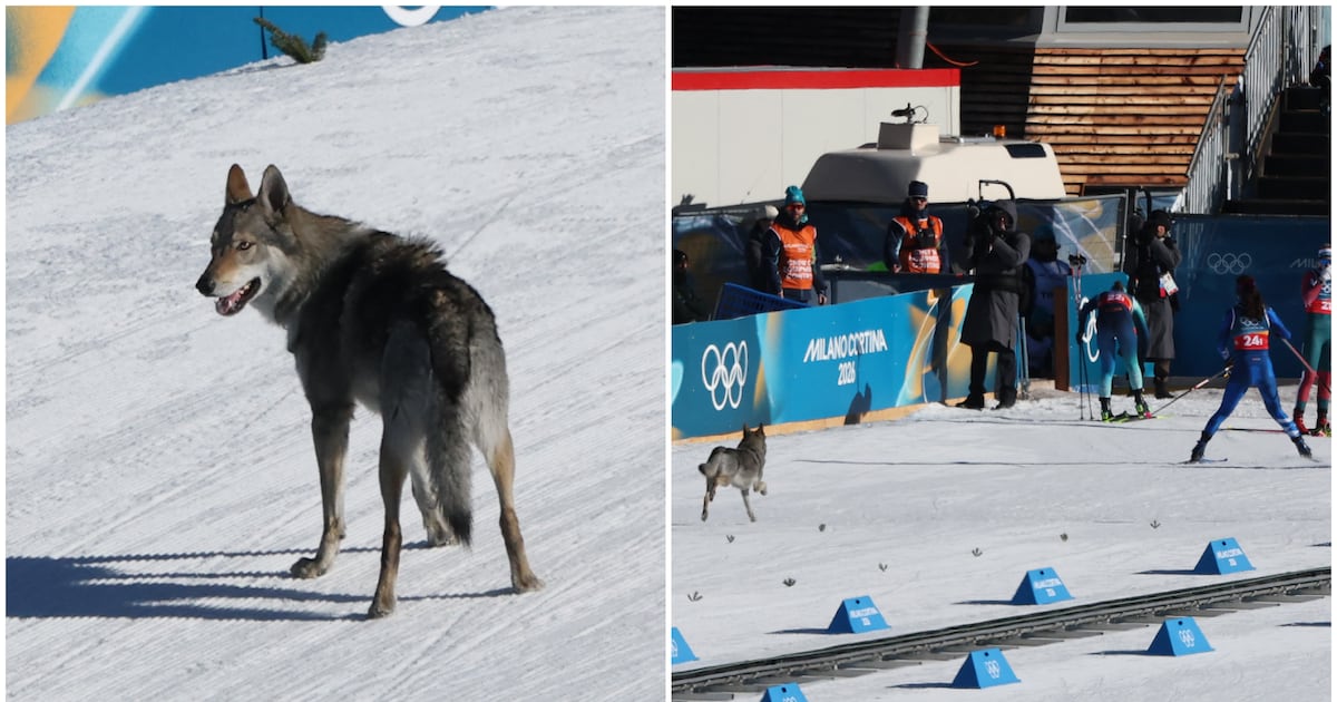 Surprise Intruder Stuns Winter Olympics Ski Race
