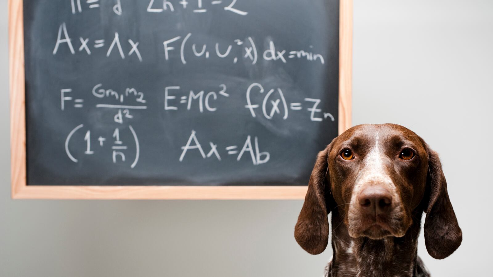 articles/2016/05/22/algorithms-will-train-your-dog/160521-eveleth-dogs-tease_dij5w3