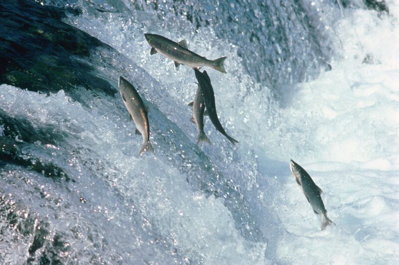 galleries/2012/12/31/14-best-diets-for-2013-see-what-topped-weight-watchers/paleolithic-diet_zxnjag