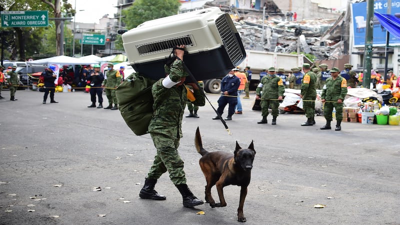 170925-Rescue-dogs-mexico-gal-10_onhmgp