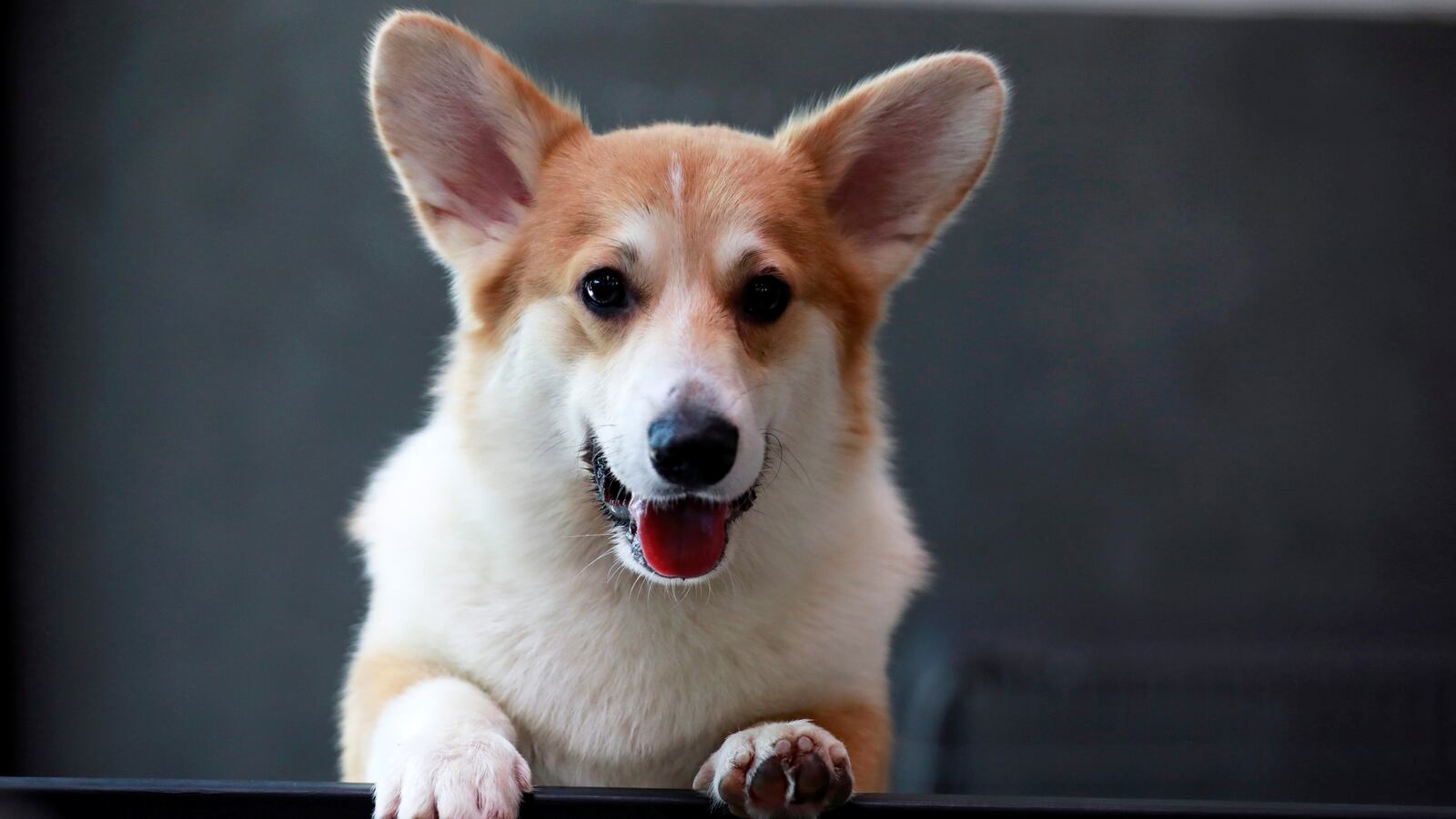 2019-03-26T073028Z_121211009_RC1F188A6B70_RTRMADP_3_THAILAND-CORGICAFE_lynxif