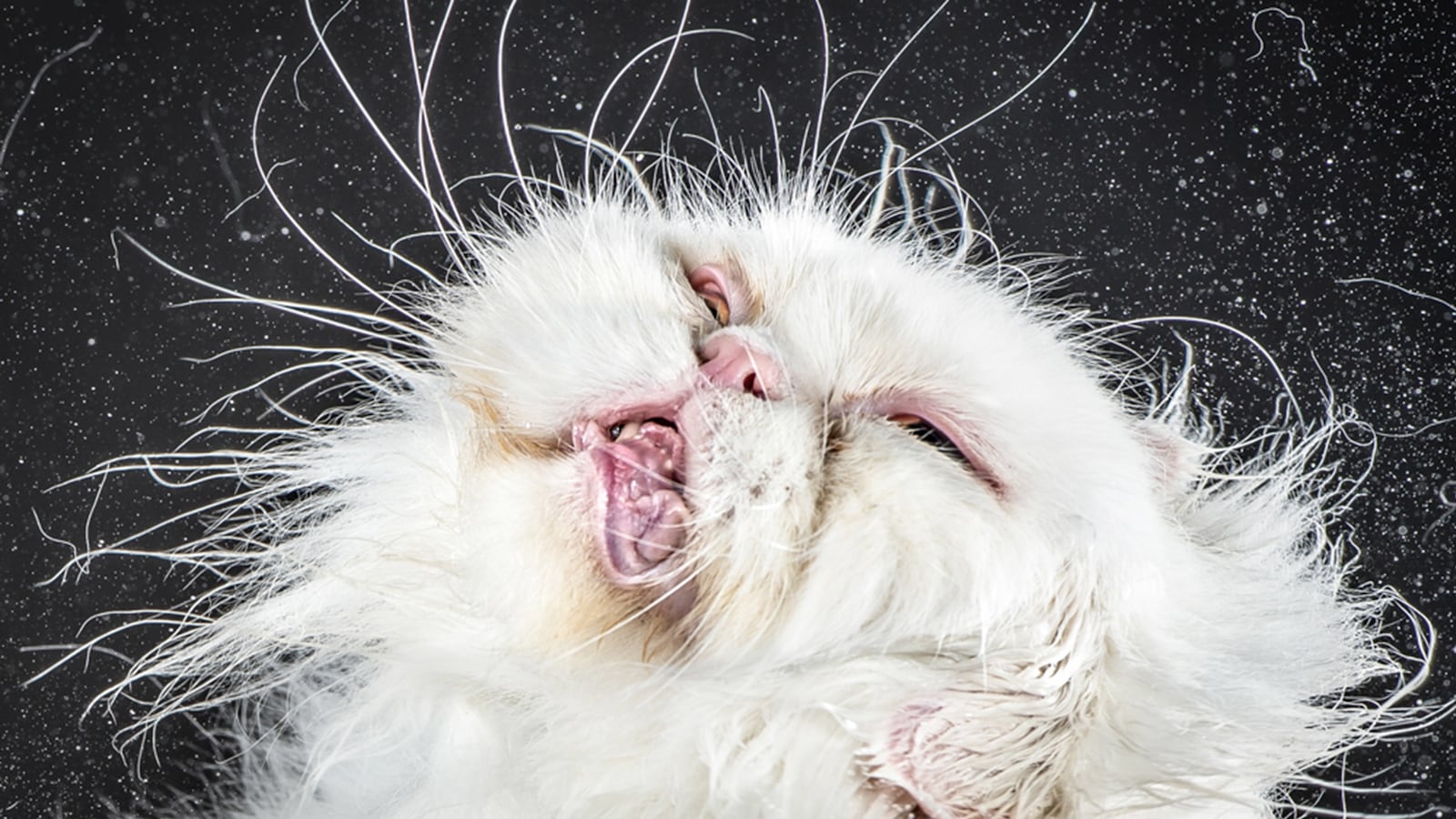 galleries/2015/10/29/cats-shaking-it-off-photos/151029-shake-Lorax-tease_jskqdt