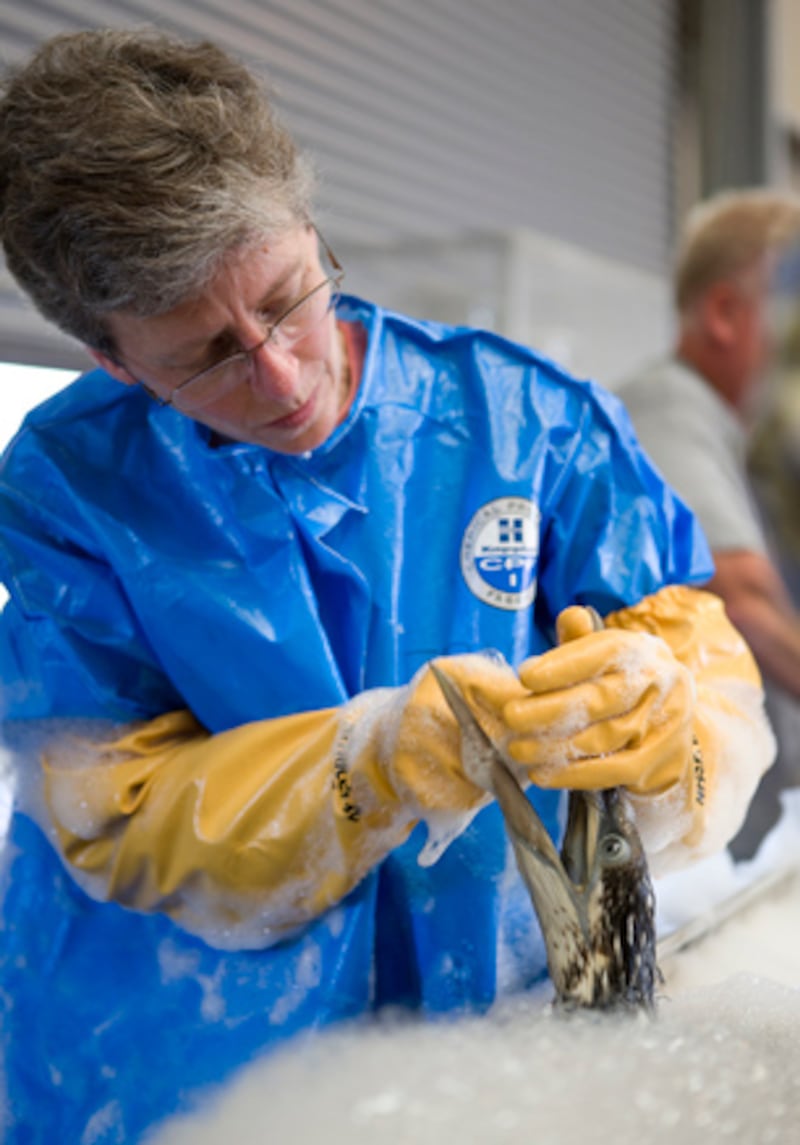 galleries/2010/05/04/volunteering-in-the-gulf/flickr-oil-spill-ibrrc-4_fq5xf0