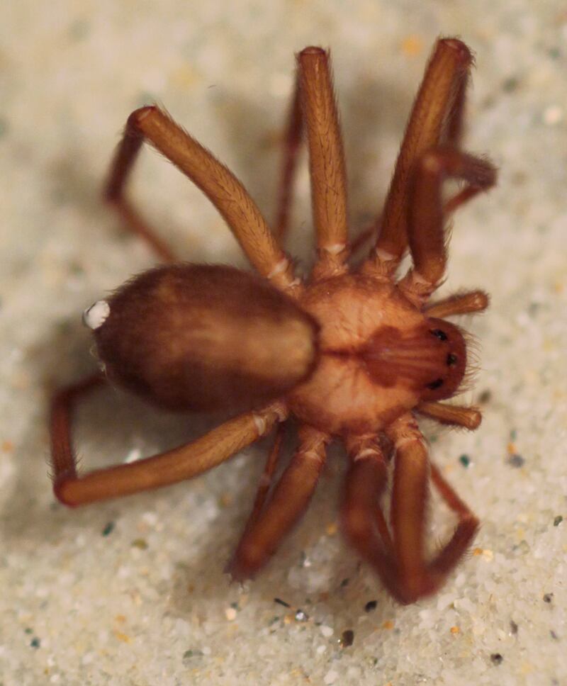 galleries/2013/05/04/five-of-the-world-s-deadliest-spiders-photos/130503-brown-recluse_zieheh