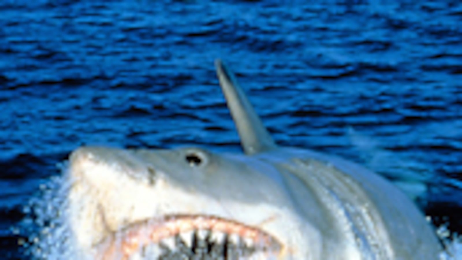 articles/2008/12/23/remembering-the-man-who-brought-jaws-and-me-to-the-shelves/buckley-congdon_8557_rpwape