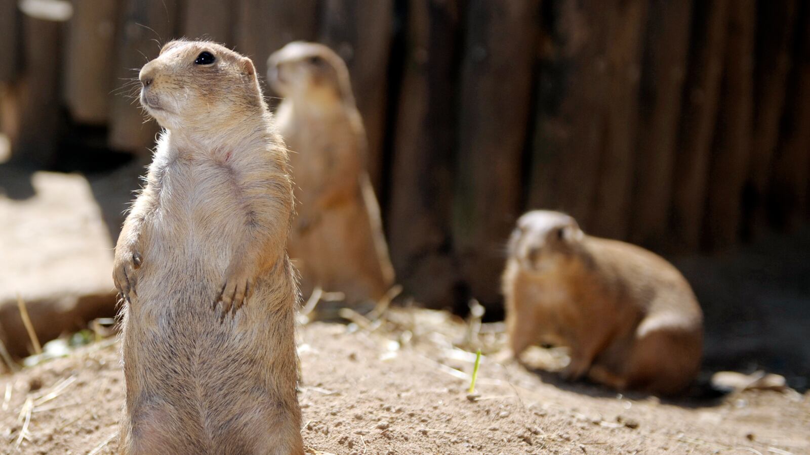 articles/2016/07/13/the-government-plan-to-save-ferrets-with-drones-and-m-ms/160713-Place-drones-m_ms-save-ferrets-Tease_h03ee3