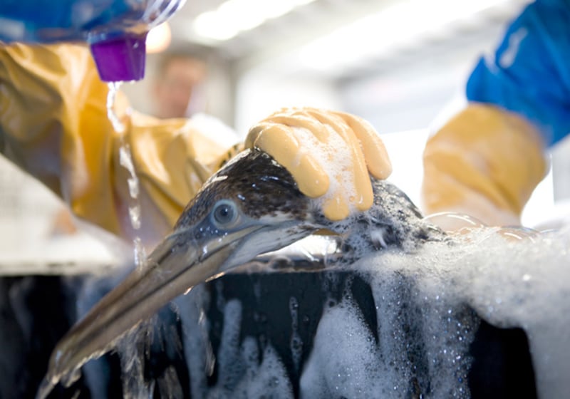 galleries/2010/05/04/volunteering-in-the-gulf/flickr-oil-spill-ibrrc-2_c6stgm