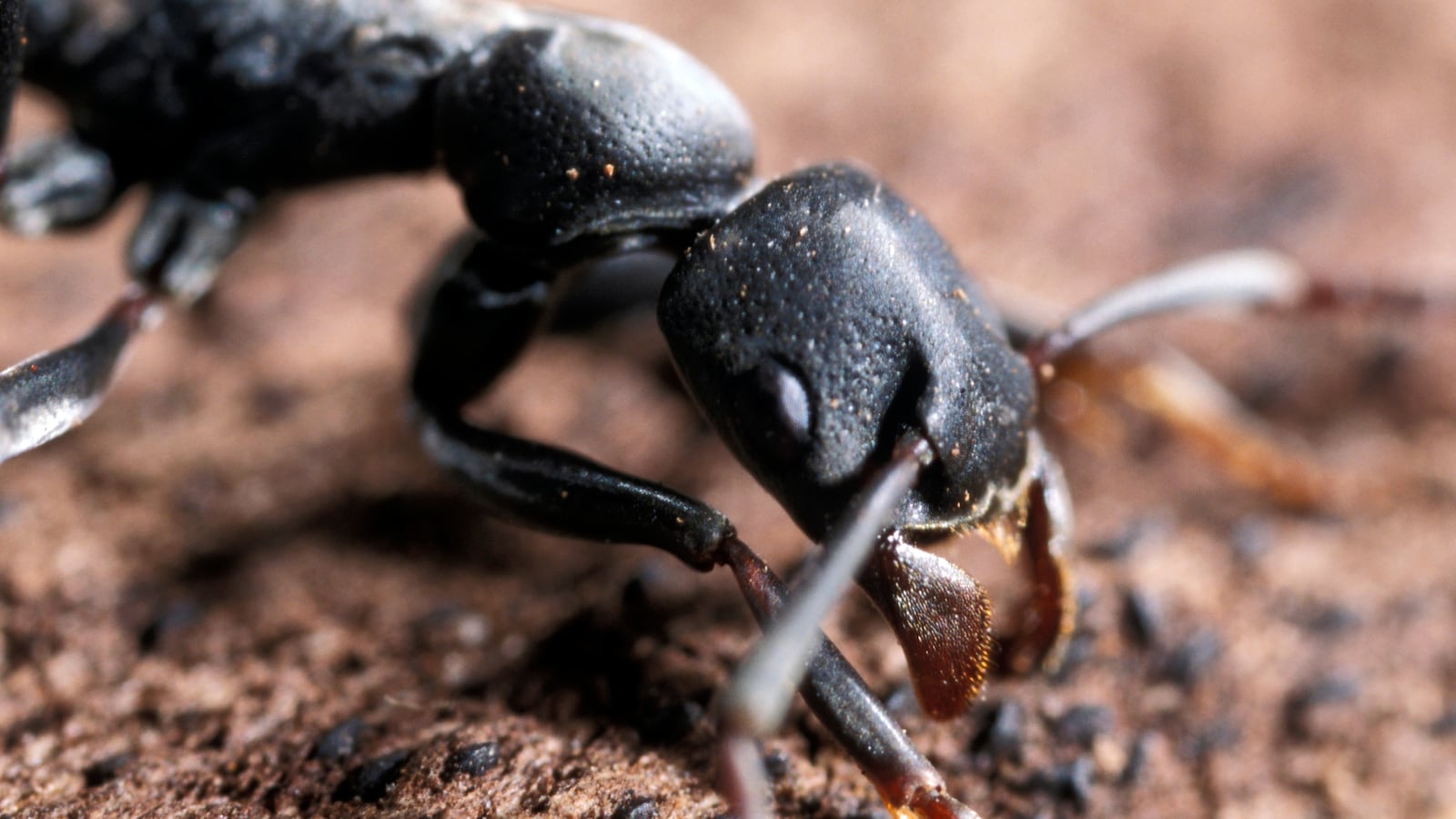 LAMTO ECOLOGICAL STATION, IVORY COAST, APRIL 2007: Platythyrea conradti (Ponerinea) are deep black coloured primitive ants. They are 1.5cm long and still have a sting and venom sac originating from an ancestral wasp. Platythyrea conradti and Pyramica maynei are two distant ant subfamilies who live side by side in apparent harmony. The large host (Platythyrea conradti) and its tiny guest (Pyramica maynei) nest in the same hollow branches in West African forests. Brood chambers are built adjacent but separate, and the guest ant scavenges on prey remains from its host, who may in turn benefit from improved nest hygiene. The smaller guest ant species can nevertheless survive alone, and remains able to hunt. In nature, there are various different associations between different ant species, but this seems to be one of the more symbiotic ones, where both species seem to live in harmony together, benefiting from each others? presence. (Photo by Patrick Landmann/Getty Images)