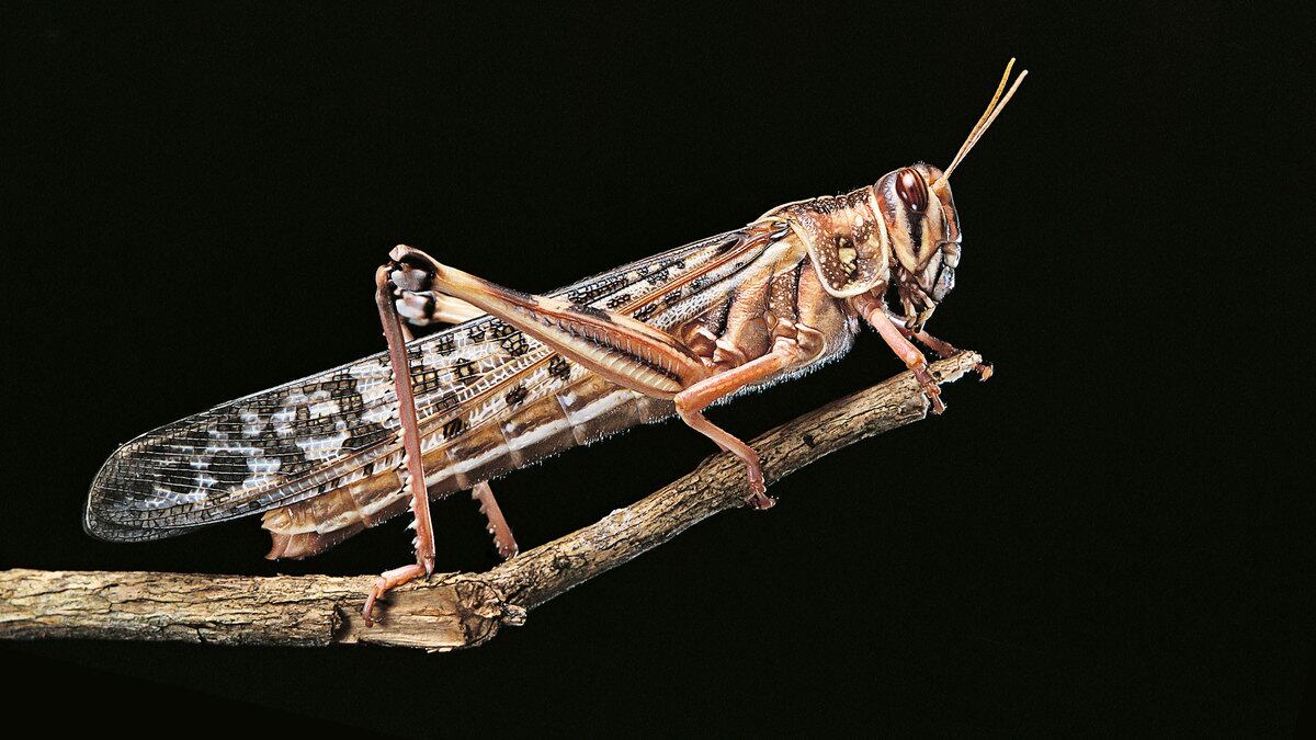 200722-Hong-Locusts-tease_csnwp3