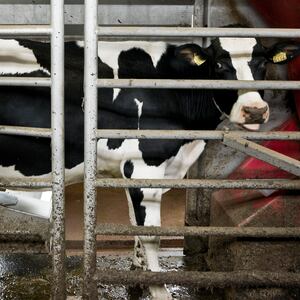 171113-Rubin-robitic-dairy-farms-tease_dh4dfg