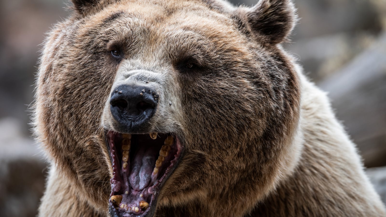A picture of a bear.