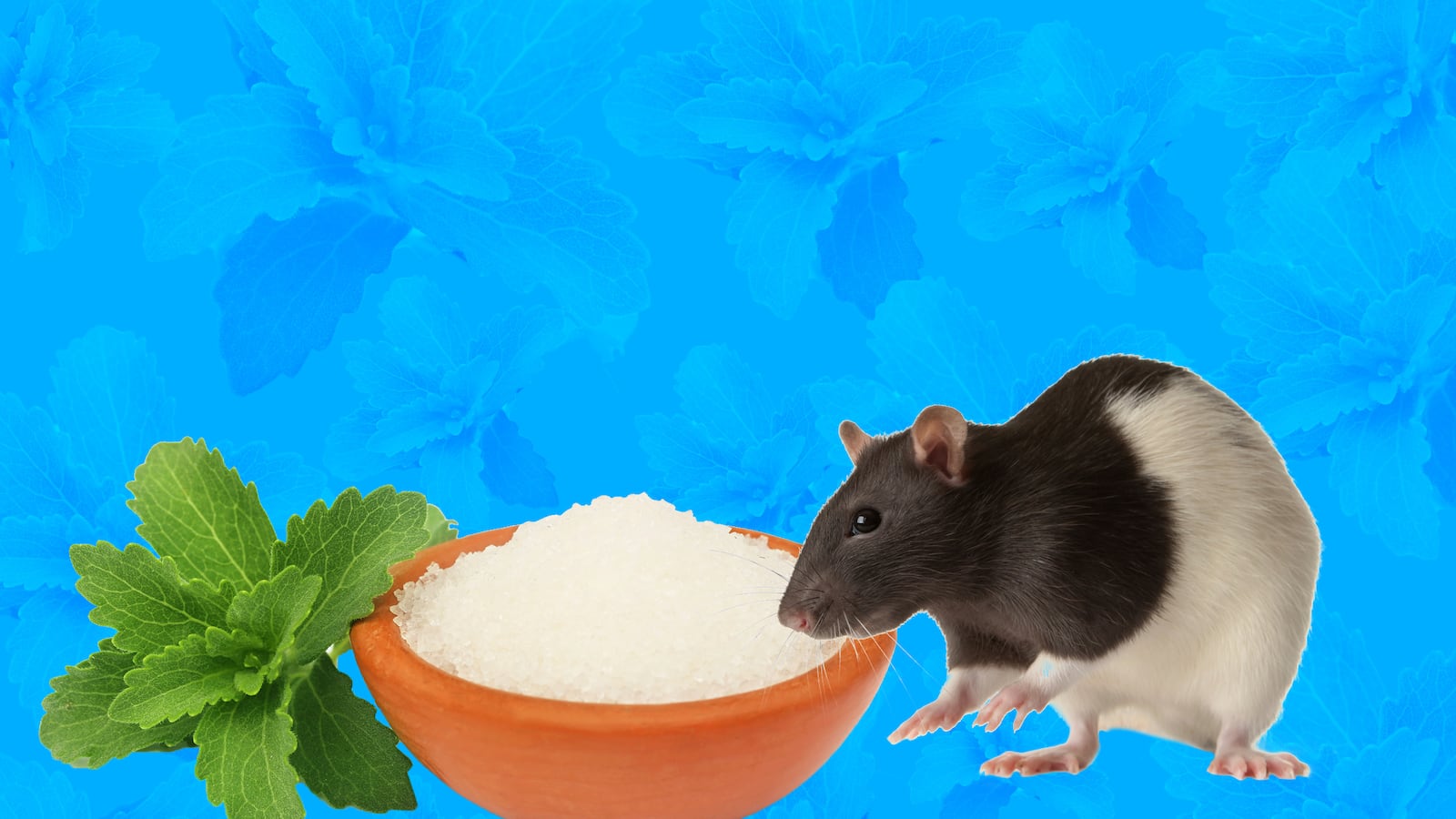 articles/2015/06/13/the-bitter-truth-about-stevia-it-ain-t-natural/150612-adamic-stevia-tease_xnht9h