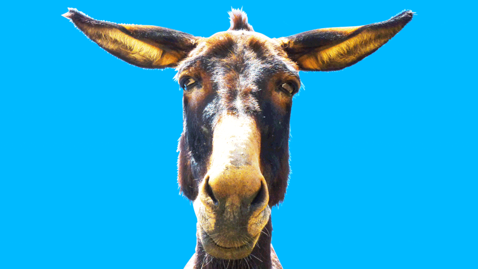 171109-alter-democrat-message-hero_fg6btu