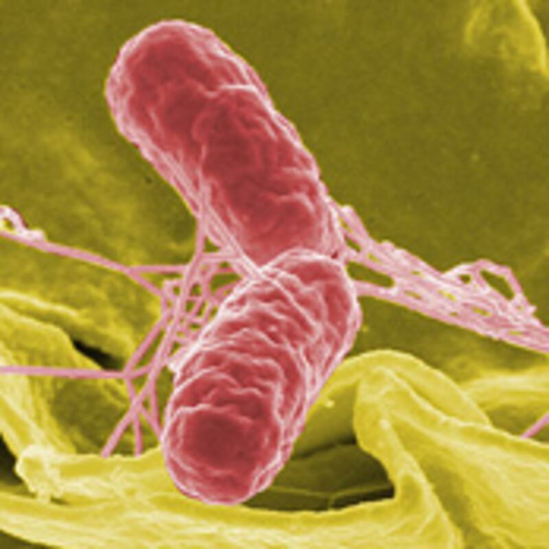 articles/2010/08/17/egg-recall-and-salmonella-outbreak-symptoms-statistics-more/tdb-salmonella_120792_wg9j9m