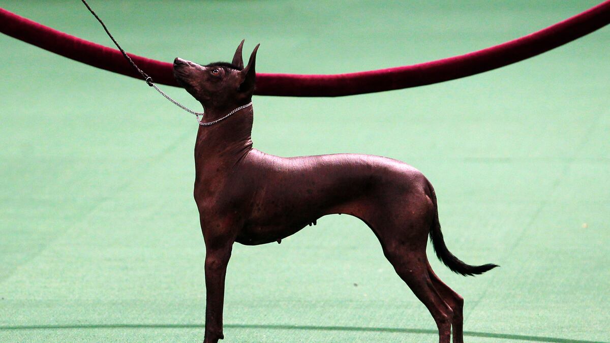 articles/2012/02/14/in-praise-of-the-mexican-hairless-dog/xoloitzcuintli-westminster_unocl5