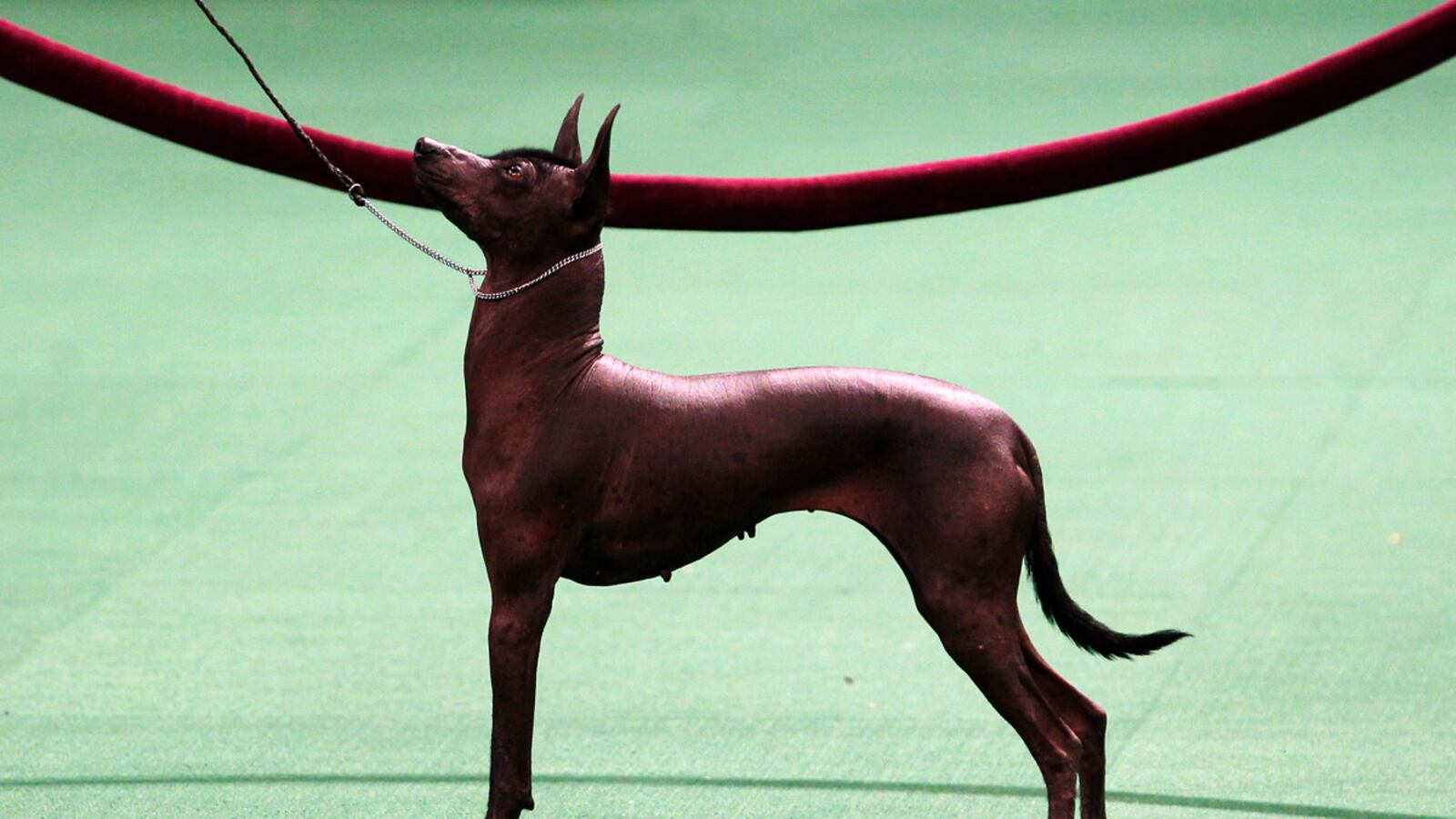 articles/2012/02/14/in-praise-of-the-mexican-hairless-dog/xoloitzcuintli-westminster_unocl5