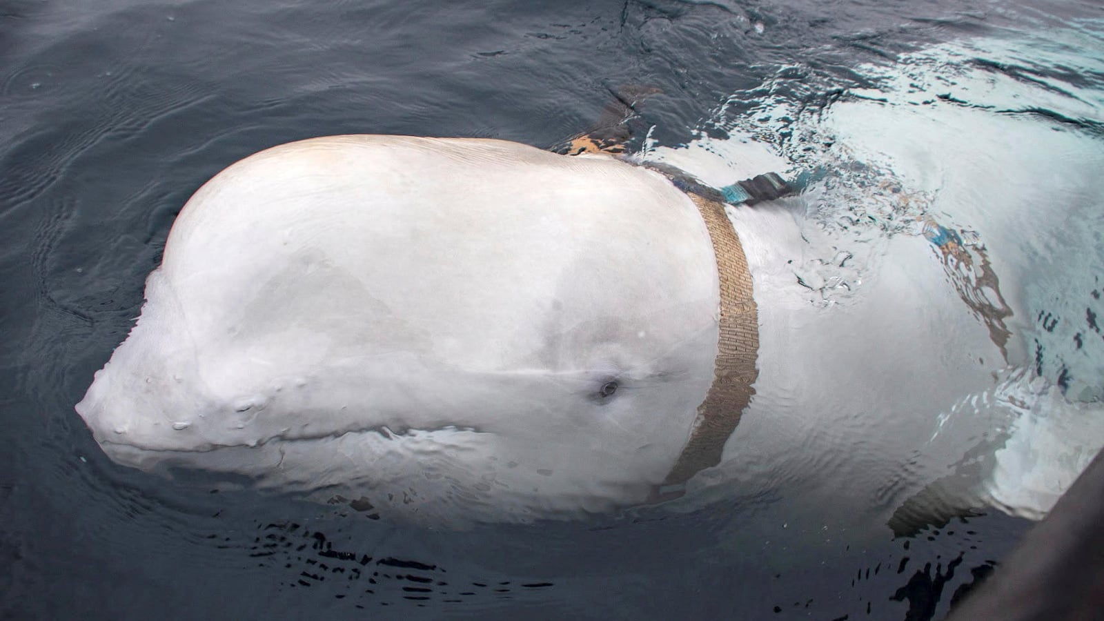 A white beluga whale wearing a harness is seen off the coast of northern Norway, April 29, 2019.