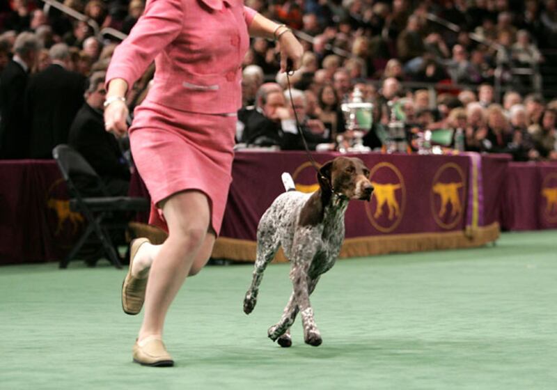 galleries/2010/02/14/westminster-dog-show-winners/westminster-dog-show---carlee_qohhcn
