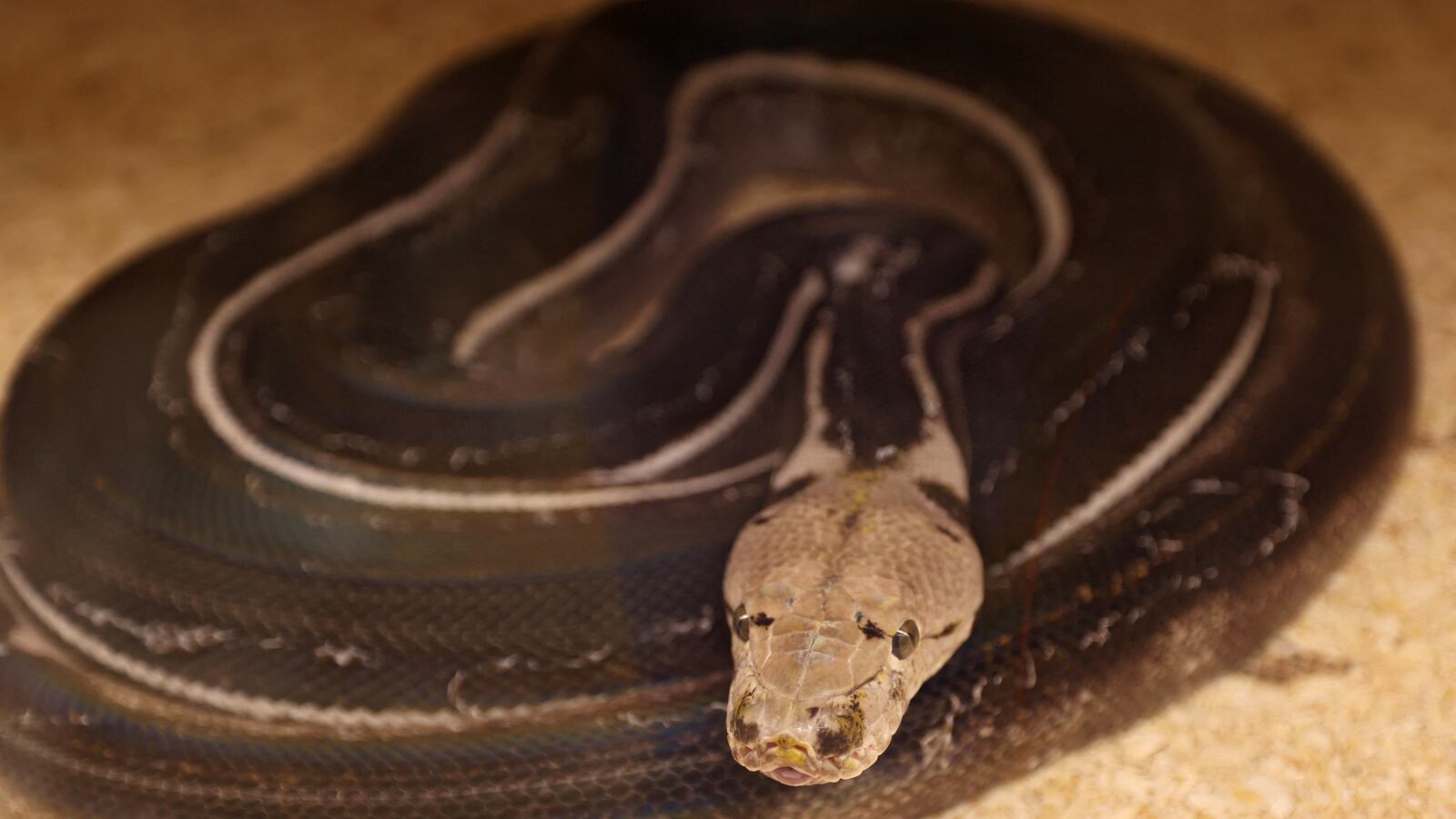 GettyImages-1235503742_furwdn