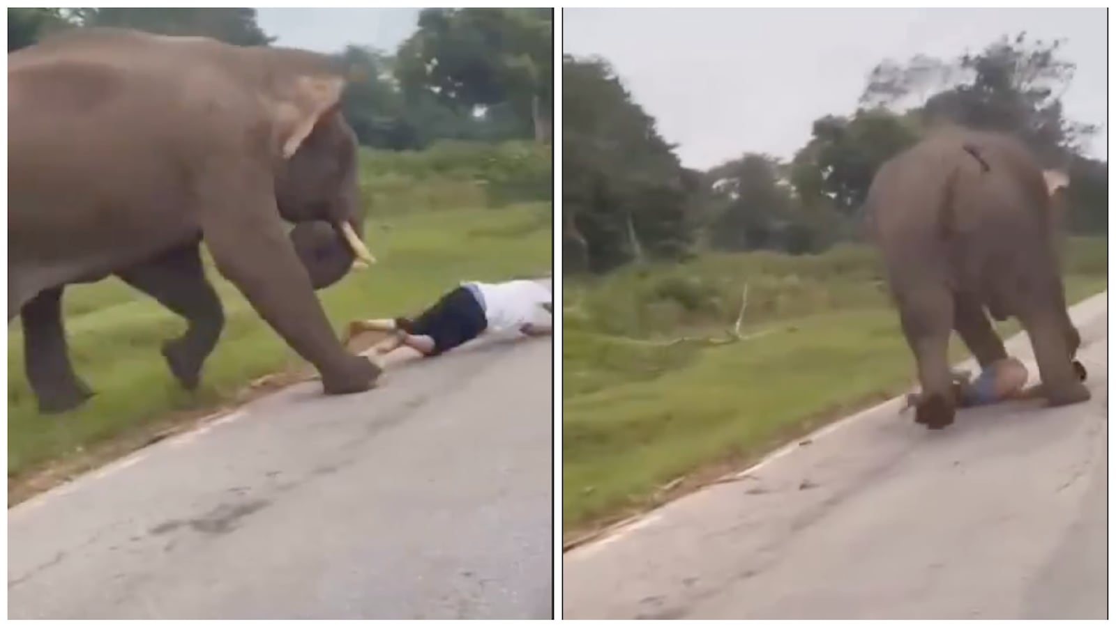 A wild elephant chases and tramples a tourist after being aggravated, pantsing the man in the process.