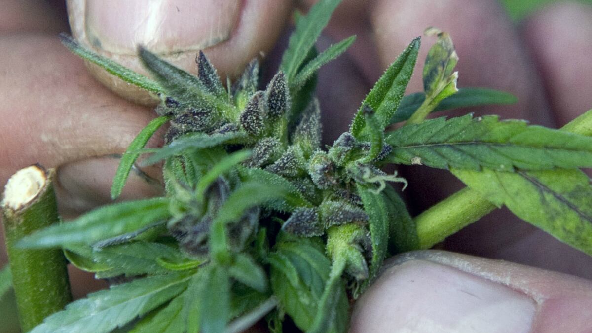 cheats/2012/12/04/poll-record-support-for-legalizing-pot/support-for-marijuana-grows-cheat_bp6rrz