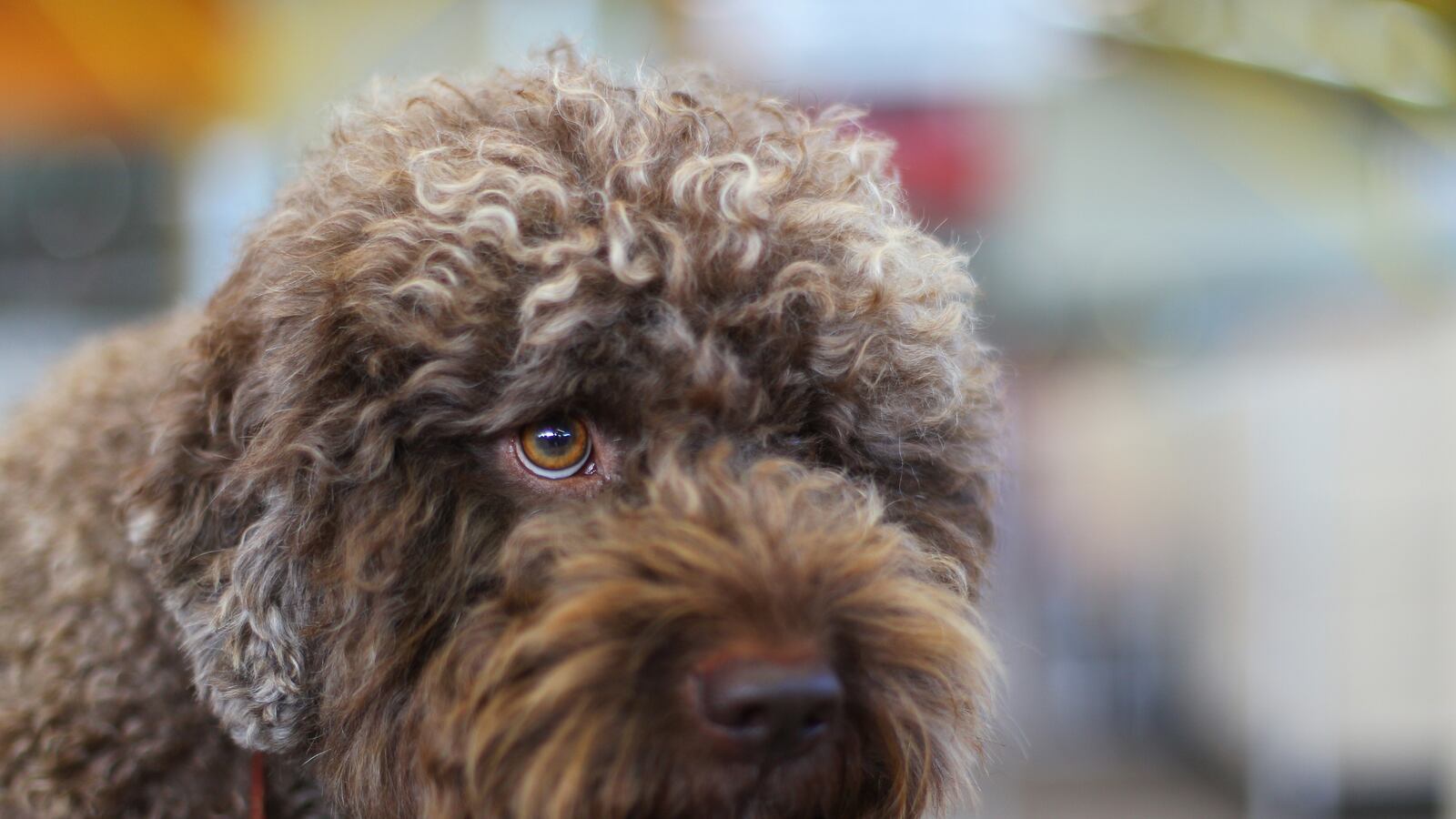 articles/2012/04/05/preventing-suffering-through-promoting-death/142449234_ypszuz