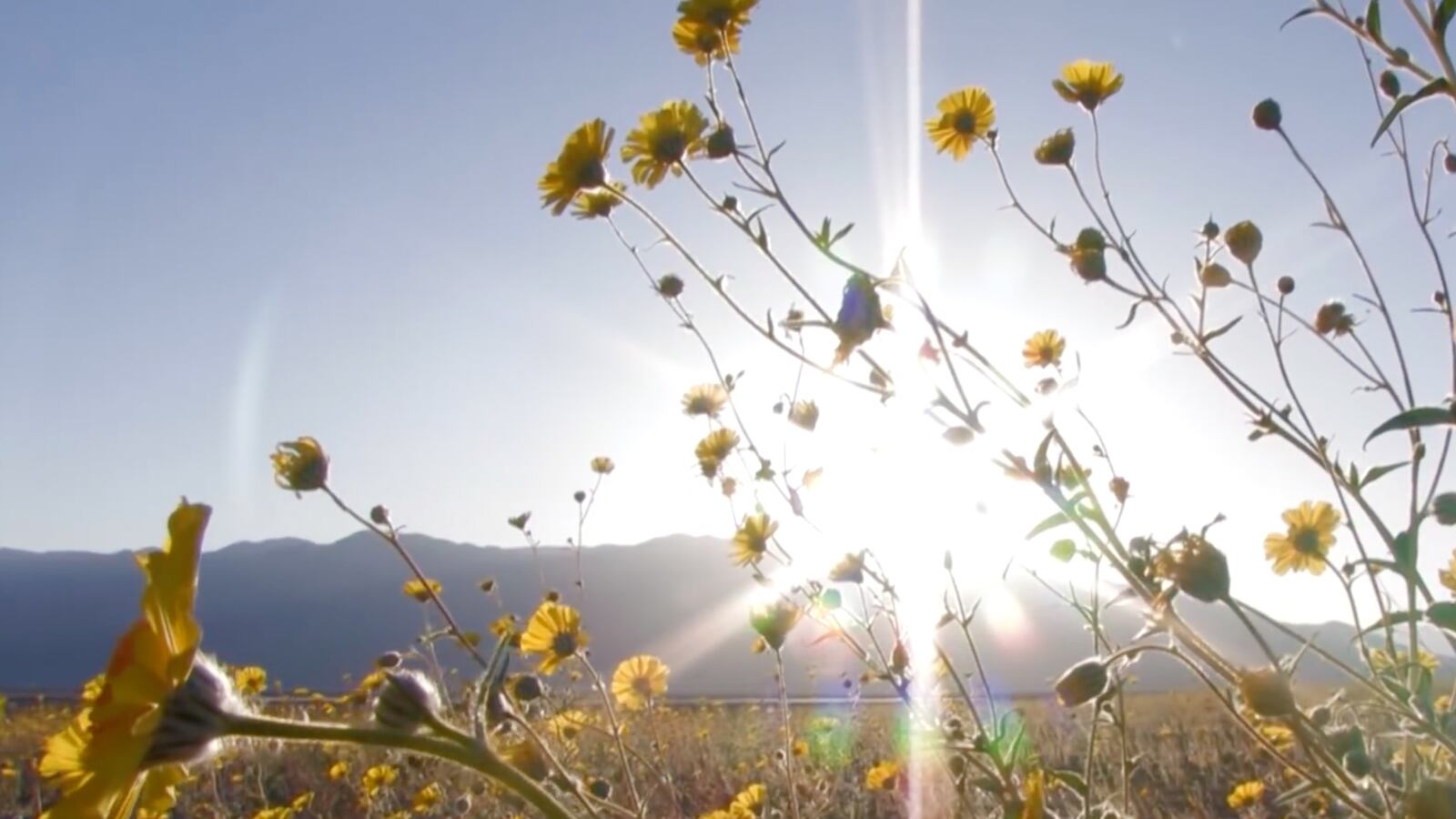 videos/2016/02/24/super-bloom-brings-death-valley-to-life/160224-joiner-superbloom_jhrlcw