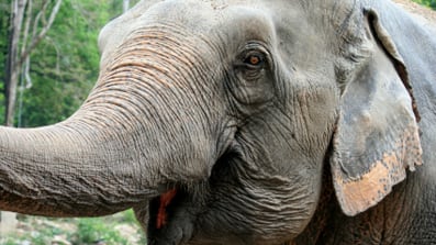 cheats/2008/11/01/the-november-surprise/republican-elephant_prtu3r