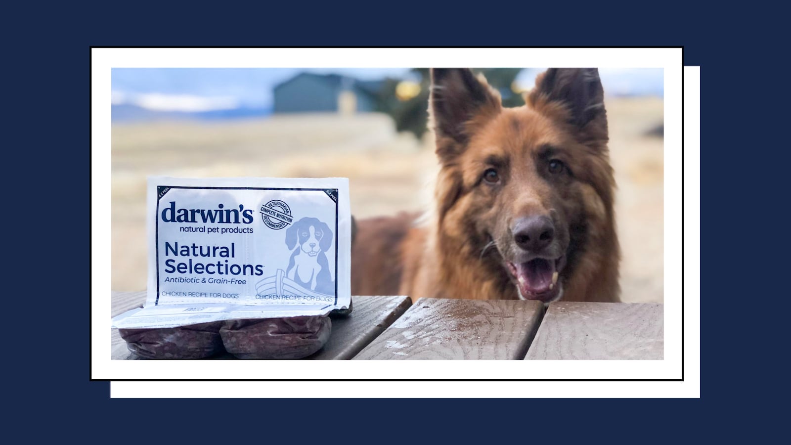 Darwin's Natural Pet Food on a park table with a smiling dog in the background.