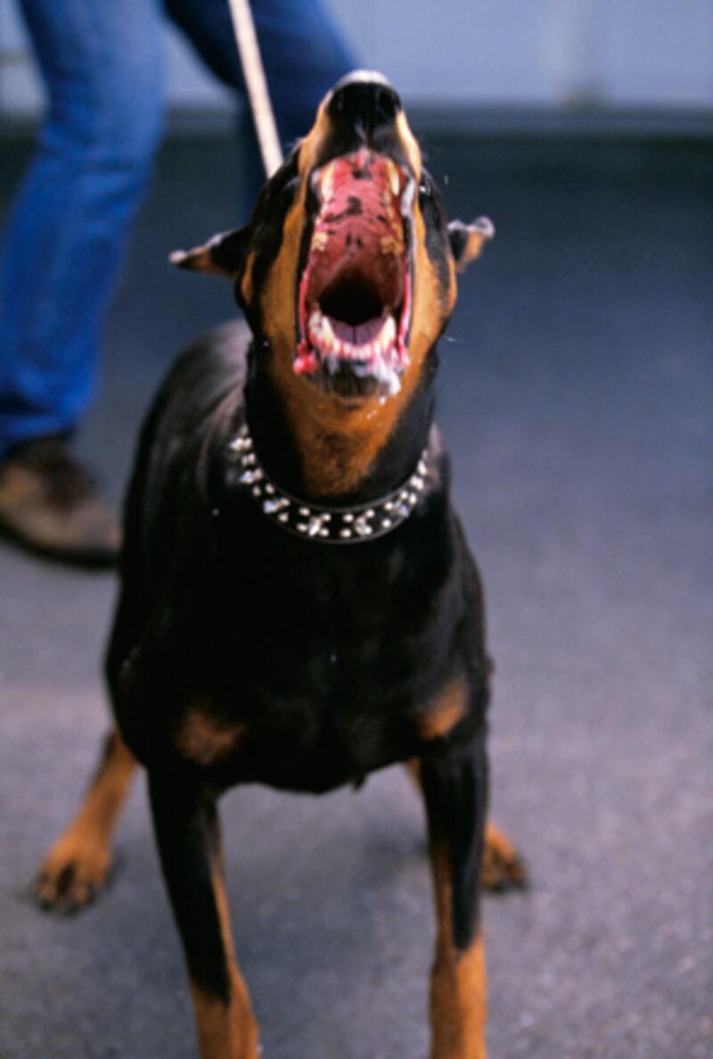 galleries/2010/10/29/dangerous-dogs/dangerous-dogs---doberman_x5rpfj