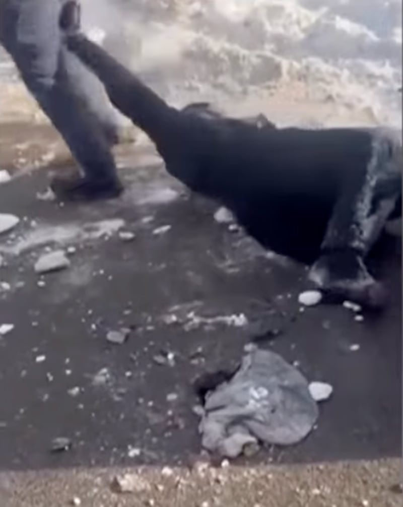 The woman, whom onlookers shouted was pregnant, was dragged down the street by two ICE officers as they sprayed CS gas at bystanders.