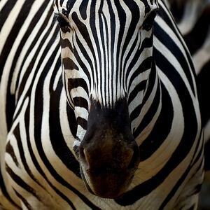 GettyImages-513460030_xbv0fs