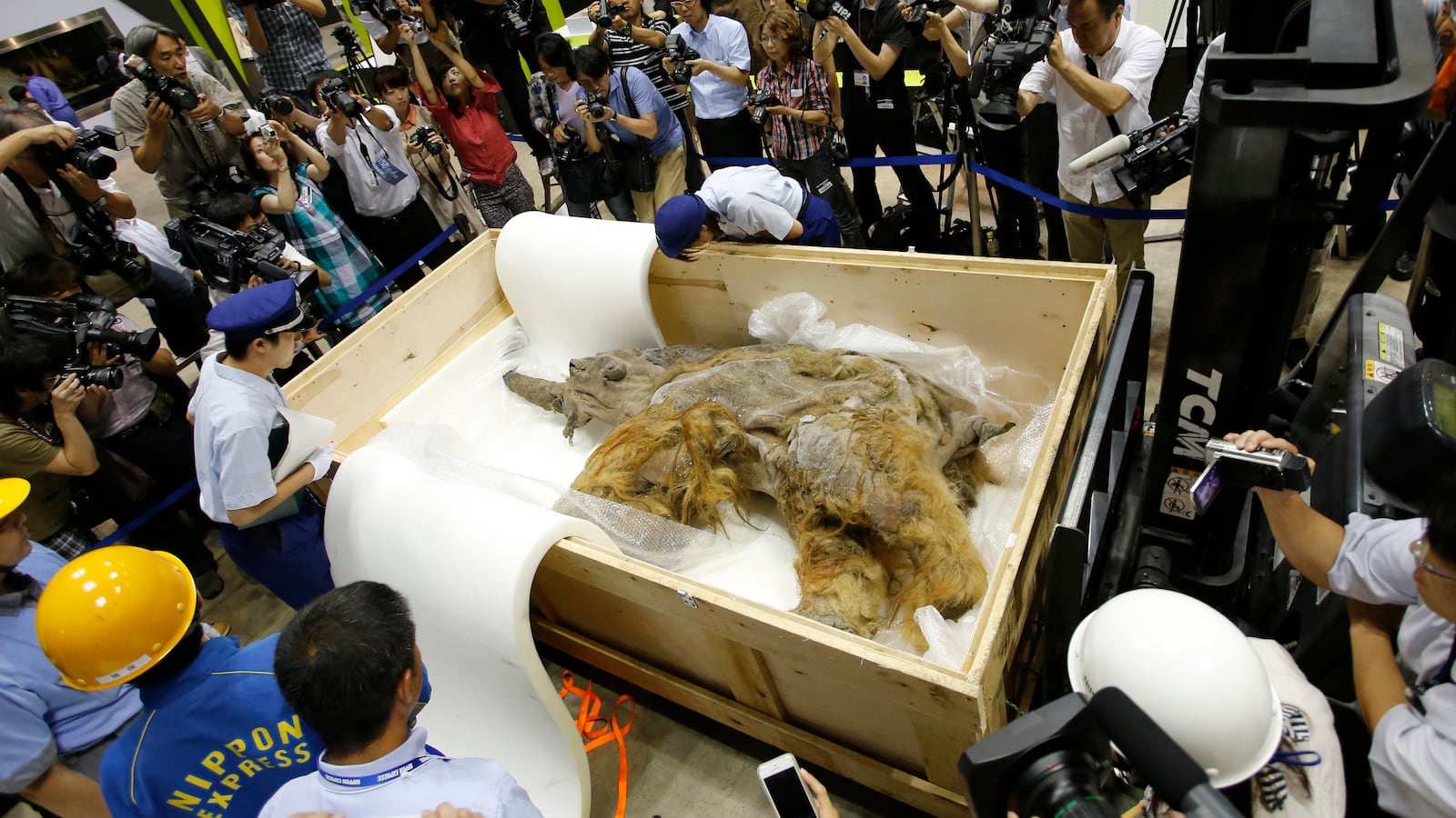 A 39,000-year-old female Woolly mammoth, which was found frozen in Siberia, Russia, is inspected by customs officers upon its arrival at an exhibition hall in Yokohama, south of Tokyo, July 9, 2013.
