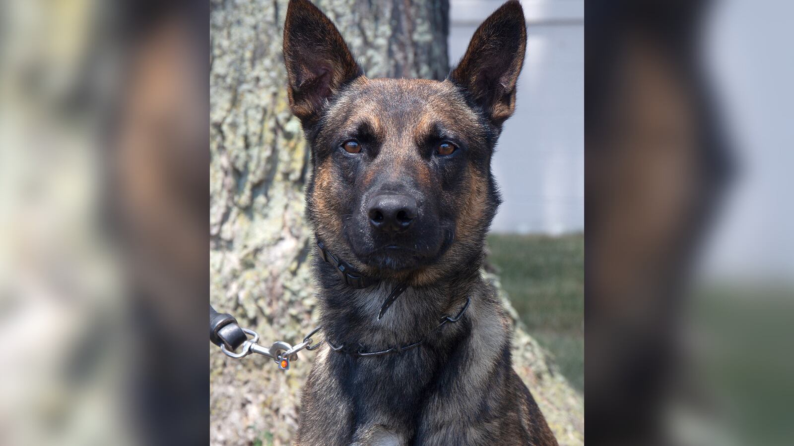 A police dog named Yoda was responsible for taking down fugitive killer Danelo Cavalcante.