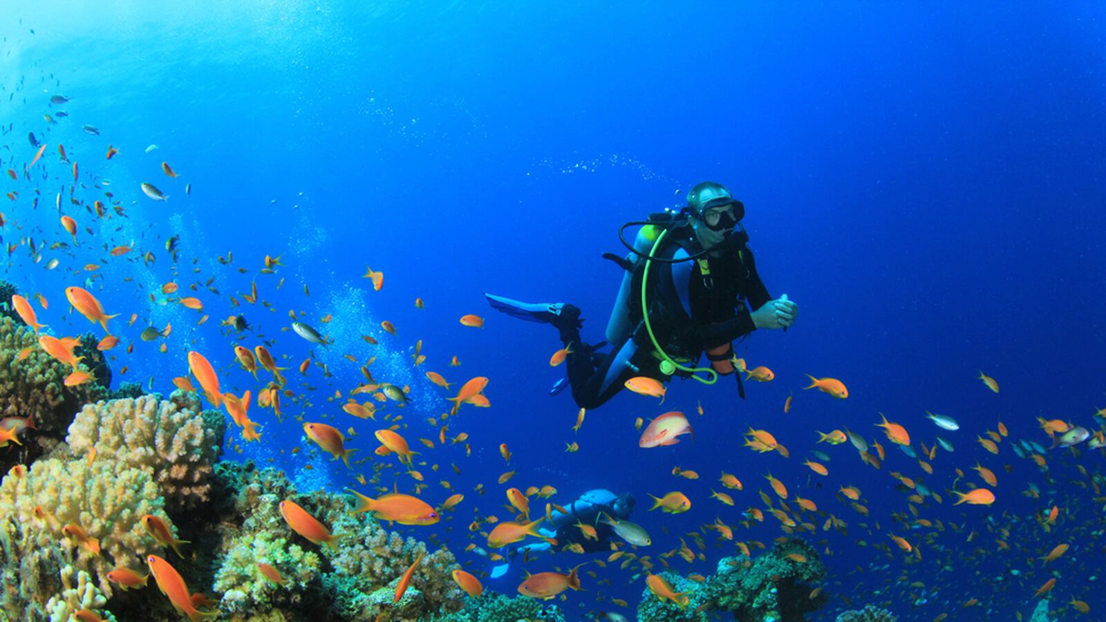 galleries/2014/04/12/10-best-dive-sites-in-north-america-photos/140411-diving-spots-oyster-tease_vbdoco