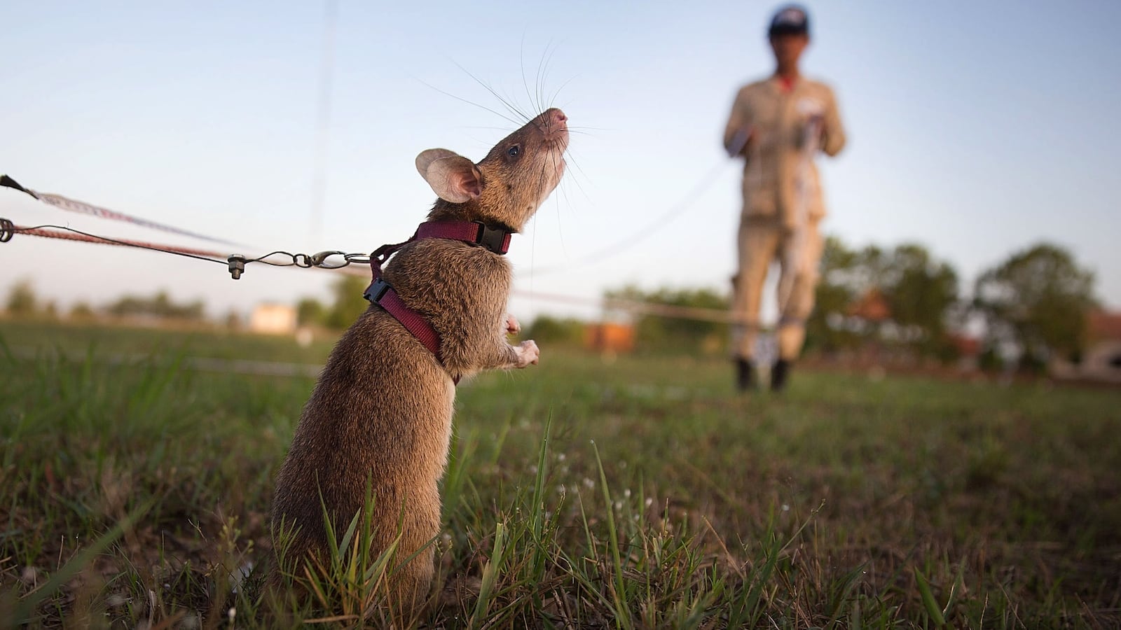 A rat sniffs for landmines.